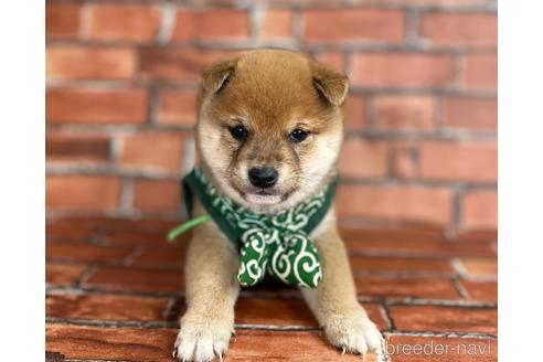 成約済の福岡県の豆柴-206269の6枚目