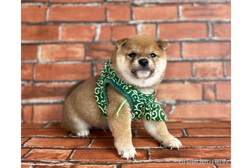 成約済の福岡県の豆柴-206269の2枚目