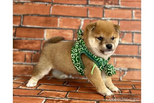 成約済の福岡県の豆柴-206269の3枚目