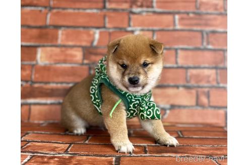 成約済の福岡県の豆柴-206269の4枚目