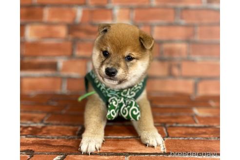 成約済の福岡県の豆柴-206269の5枚目