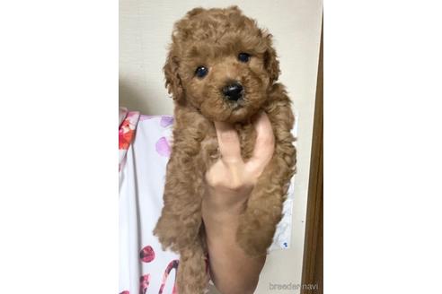 成約済の茨城県のトイプードル-206244の1枚目