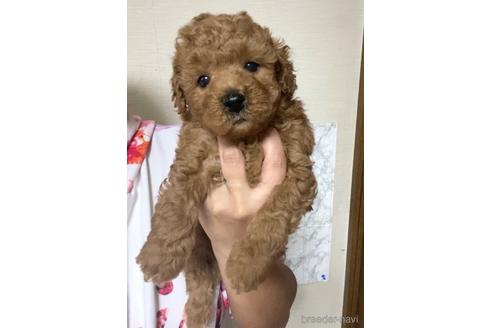 成約済の茨城県のトイプードル-206244の2枚目