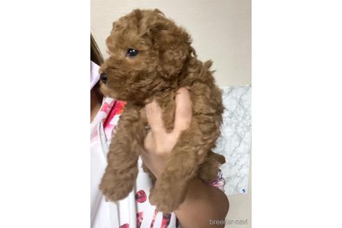 成約済の茨城県のトイプードル-206244の3枚目