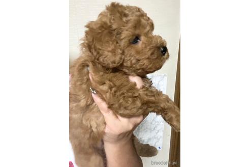 成約済の茨城県のトイプードル-206244の5枚目