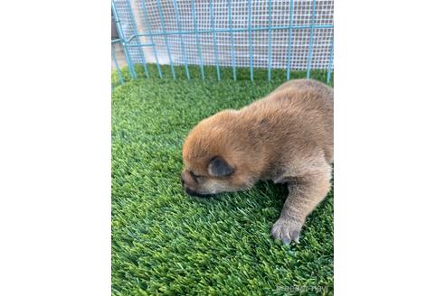 成約済の広島県の柴犬-206335の4枚目