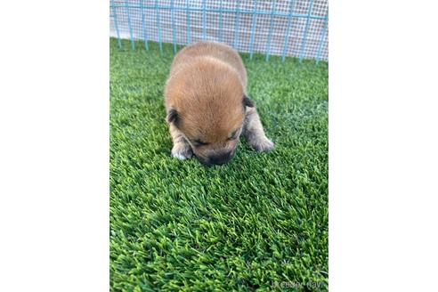成約済の広島県の柴犬-206335の3枚目