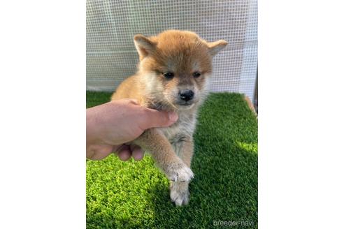 成約済の広島県の柴犬-205092の3枚目