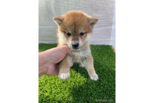 成約済の広島県の柴犬-205092の4枚目