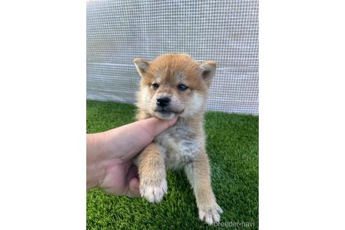 成約済の広島県の柴犬-205092の1枚目