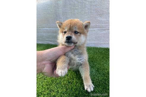 成約済の広島県の柴犬-205092の2枚目