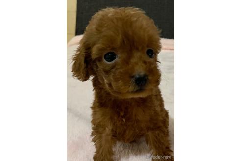 成約済の静岡県のタイニープードル-206386の2枚目