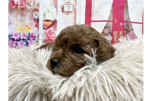 成約済の広島県のタイニープードル-206397の5枚目