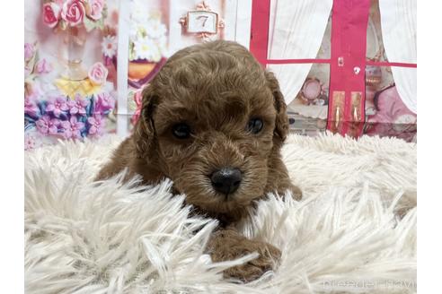 成約済の広島県のタイニープードル-206397の2枚目