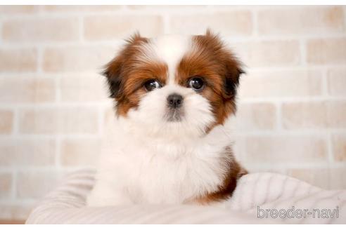 成約済の福岡県のシーズー-206407の1枚目