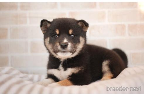成約済の福岡県の柴犬-206412の1枚目