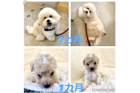 成約済の静岡県のミックス犬-206431の14枚目