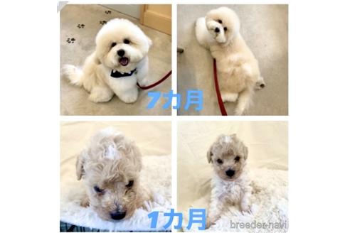 成約済の静岡県のミックス犬-204491の10枚目