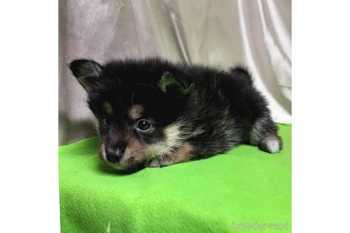 成約済の茨城県のミックス犬-204503の10枚目