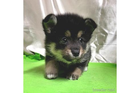 成約済の茨城県のミックス犬-204503の9枚目