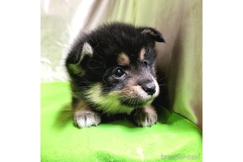 成約済の茨城県のミックス犬-204503の8枚目