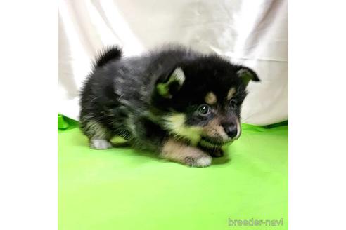 成約済の茨城県のミックス犬-204503の7枚目