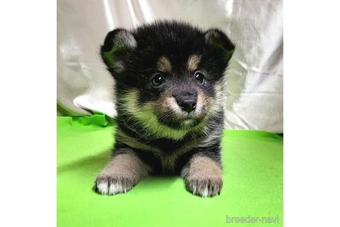 成約済の茨城県のミックス犬-204503の6枚目