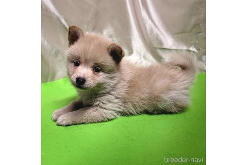 成約済の茨城県のミックス犬-204497の10枚目