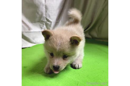 成約済の茨城県のミックス犬-204497の9枚目