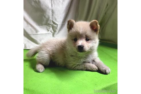 成約済の茨城県のミックス犬-204497の8枚目