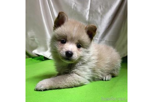 成約済の茨城県のミックス犬-204497の7枚目