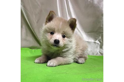 成約済の茨城県のミックス犬-204497の6枚目