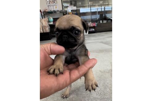 成約済の福岡県のパグ-204841の6枚目