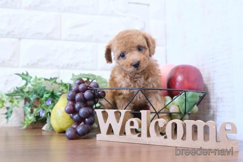 成約済の滋賀県のトイプードル-204343