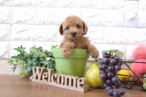 成約済の滋賀県のトイプードル-204343の6枚目