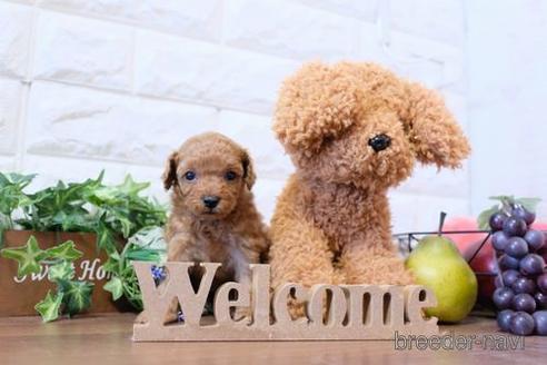 成約済の滋賀県のトイプードル-204343の3枚目