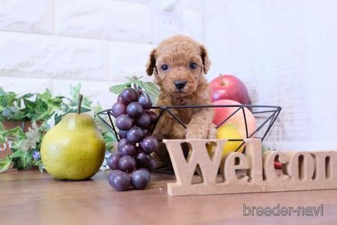 成約済の滋賀県のトイプードル-204343の2枚目