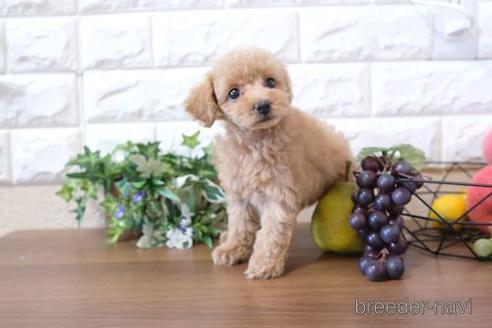 成約済の滋賀県のトイプードル-204345