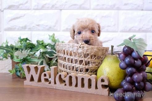 成約済の滋賀県のトイプードル-204345の2枚目