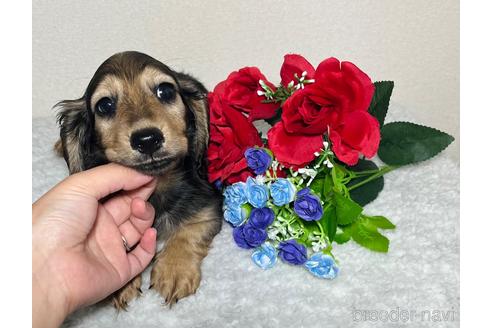 成約済の香川県のカニンヘンダックスフンド(ロングヘアード)-203682の5枚目