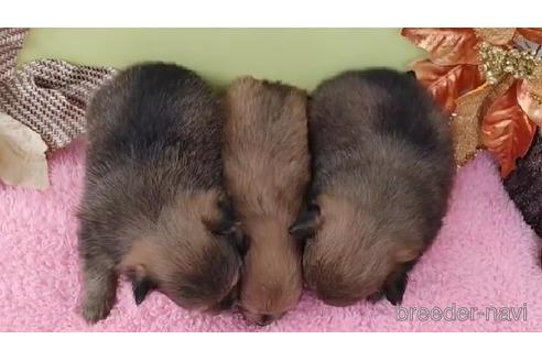 成約済の栃木県のポメラニアン-206566の2枚目