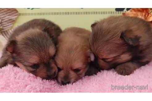 成約済の栃木県のポメラニアン-206566の3枚目