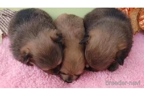 成約済の栃木県のポメラニアン-206566の5枚目