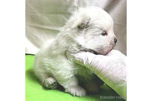 成約済の茨城県のポメラニアン-206607の9枚目