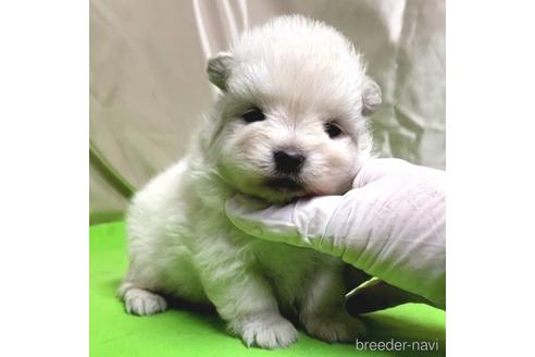 成約済の茨城県のポメラニアン-206607の8枚目