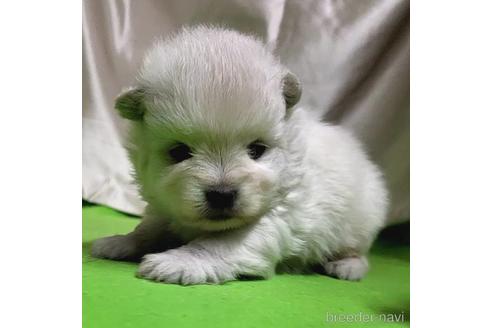 成約済の茨城県のポメラニアン-206607の6枚目