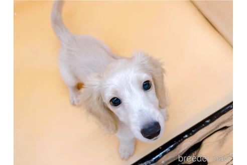 成約済の東京都のミニチュアダックスフンド(ロングヘアード)-202423の2枚目