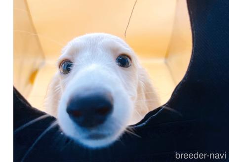 成約済の東京都のミニチュアダックスフンド(ロングヘアード)-202423の3枚目