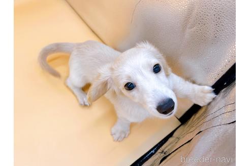 成約済の東京都のミニチュアダックスフンド(ロングヘアード)-202423