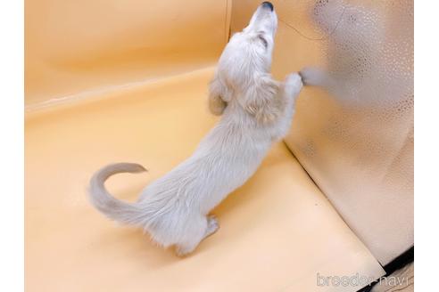 成約済の東京都のミニチュアダックスフンド(ロングヘアード)-202423の4枚目